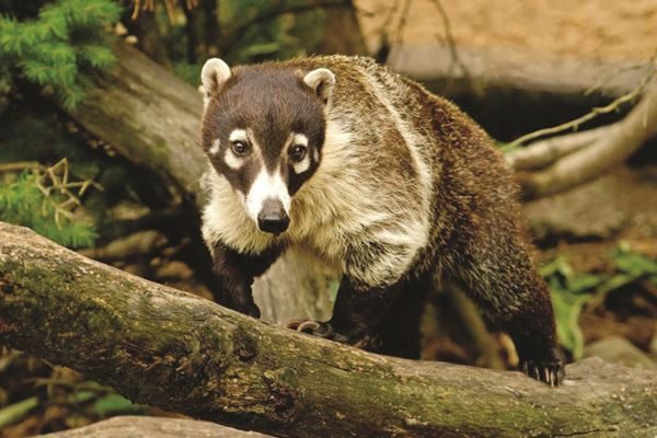 costa-rica-environment-coati-species-coati-copy.jpg