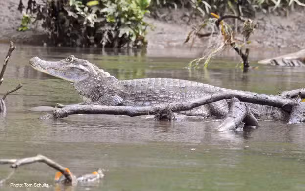 Sarapiqui-Wildlife-crocodile-Ecotourism-in-costa-rica