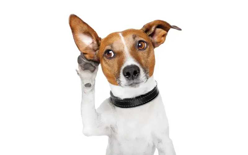 Simple-Spanish-Pet-Talk-Spanish-pet-words