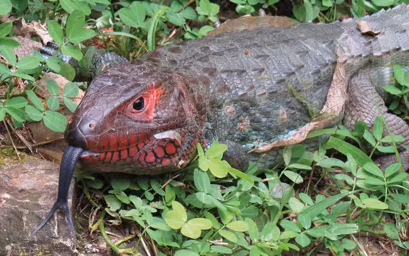 Parque Reptilandia costa rica