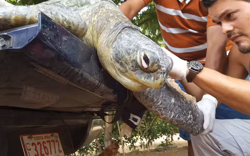 Monkey Poop Bombs Away! The Howler Magazine