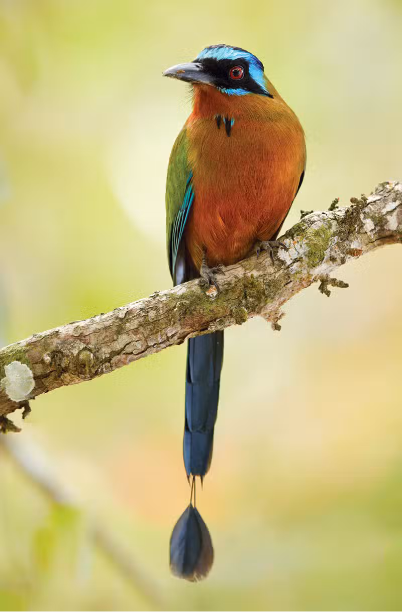 The-Motmots-of-Costa-Rica