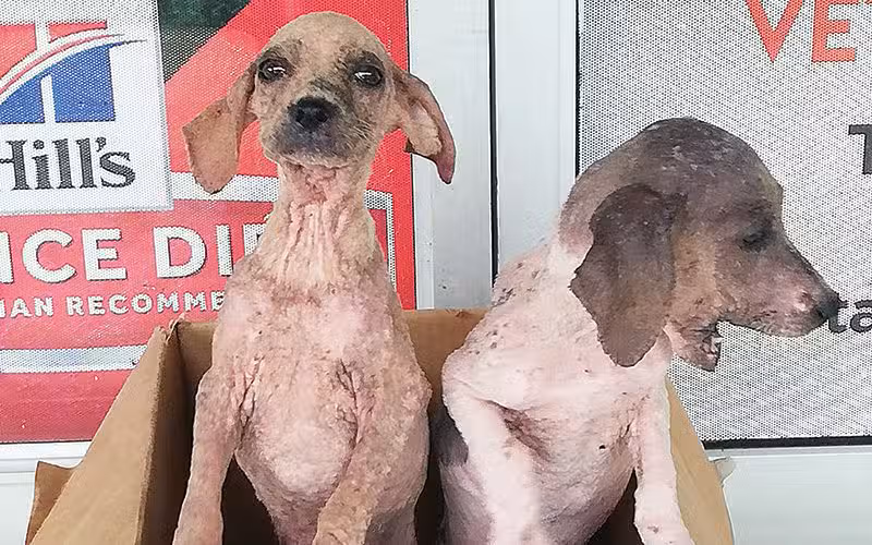 rescued pups in costa rica