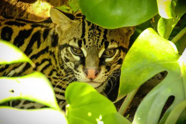 Animal Sanctuary25
