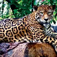 Centro-de-rescate-las-Pumas-Jaguar-Panthera-onca-Sanctuaries-and-wildlife-rescuse-Howler-Magazine-costa-rica