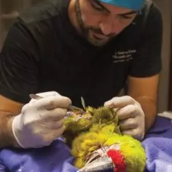 Jaguar-Rescue-Center-Macaw-surgery-Costa-Rica-Sanctuaries-wildlife-Howler-Magazine