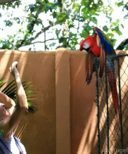 Nosara-Refuge-for-wildlife-Macaw-upclose-Costa-Rica-Sanctuaries-wildlife-Howler-Magazine