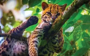 Oncilla-wild-cat-in-costa-rica cat Lepardus-Tigrinus-Known-as-little-spotted-cat