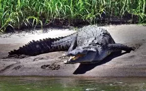 Palo-verde-boat-tour-Costa Rica crocodile