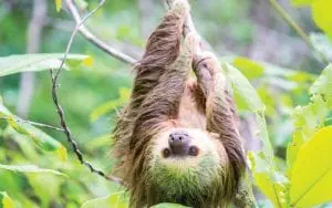 Costa-Rica-Carribbean-Coast-sloth-upside-down