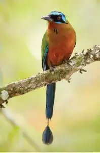 The-Motmots-of-Costa-Rica