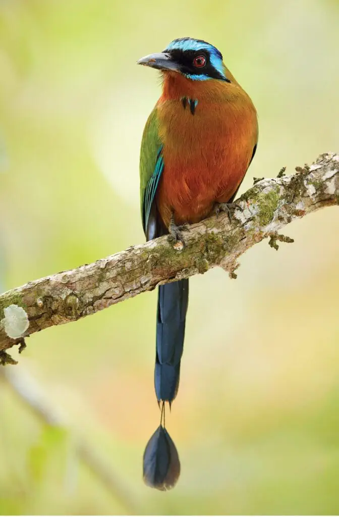 The-Motmots-of-Costa-Rica