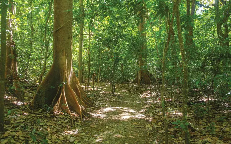 the park protects 380 species of trees in costa rica