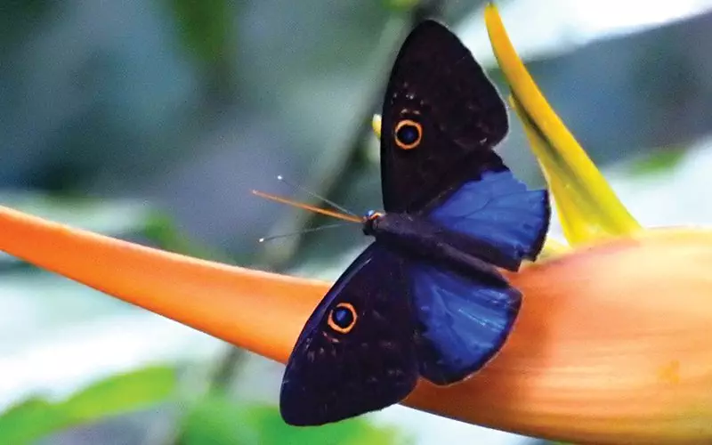 Where to see butterflies in Costa Rica