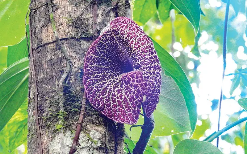 See amazing flowers in central valley Costa Rica