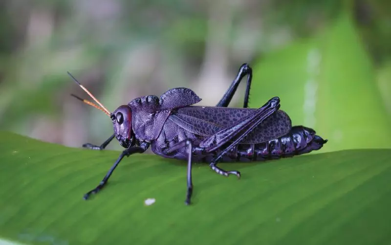 purple grasshopper 2019 earth day