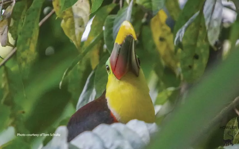 bird-watching-piedras-blancas-national-park-costa-rica