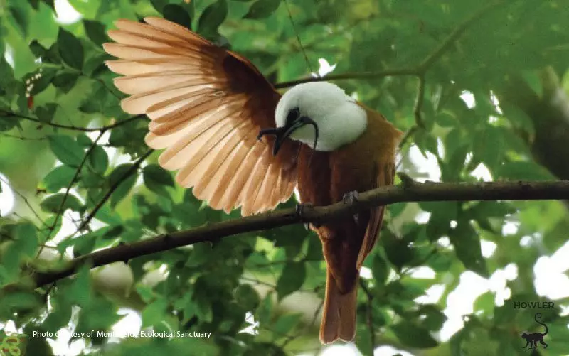 big brown bird at Monteverde Ecological Sanctuary costa rica
