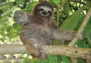 three-toed sloths in costa rica
