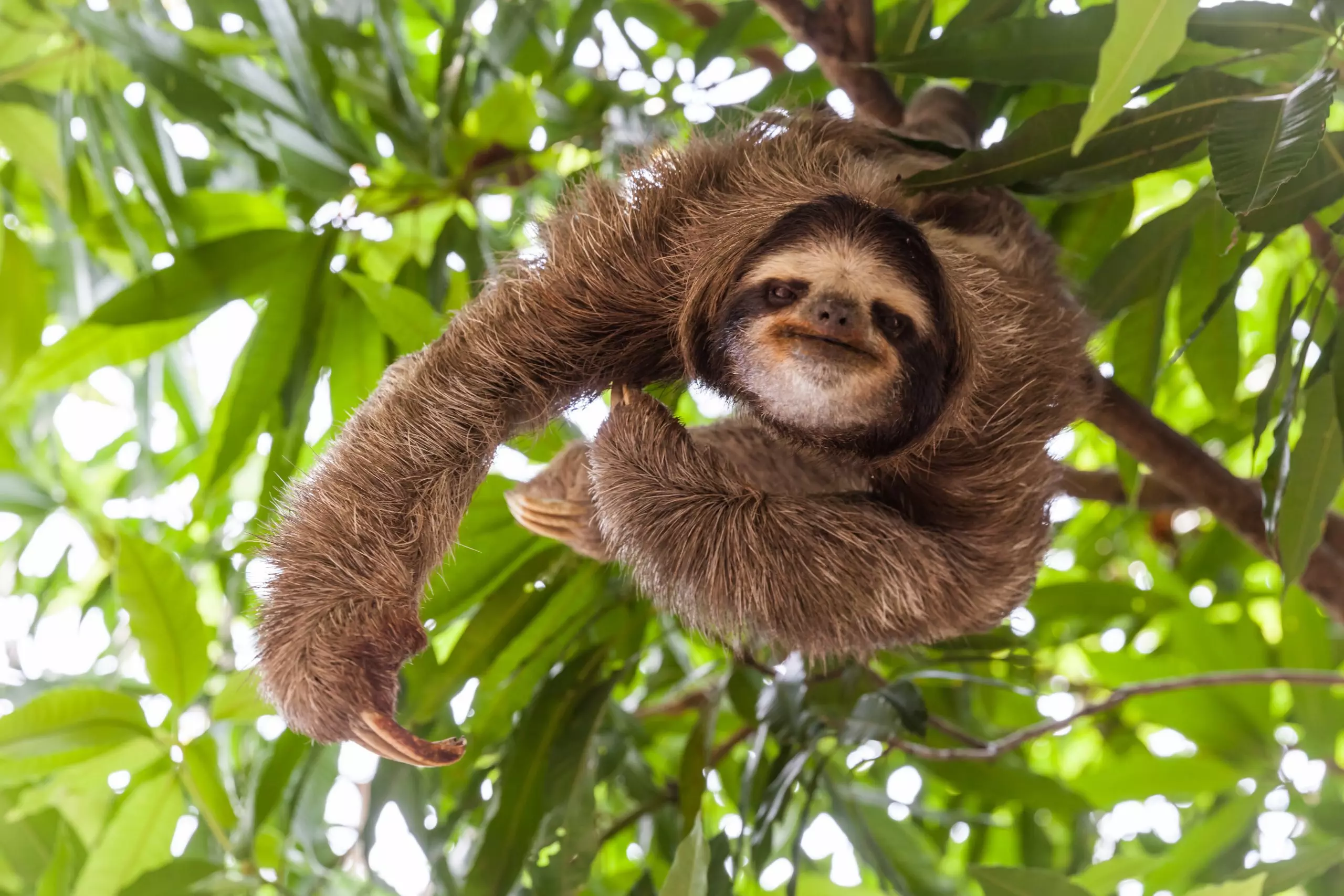 Sloth haning out