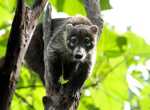 Cover Story - The Heart of Costa Rica: Sanctuaries and Wildlife Rescues