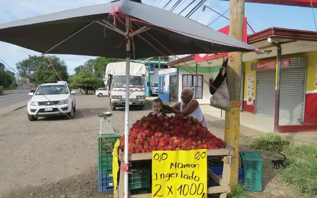 Mamon Chino Season In Costa Rica The Howler Magazine